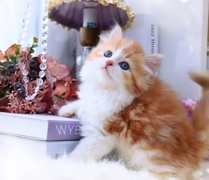 ID：2309-01468の子猫