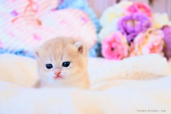 ID:2103-00515の子猫