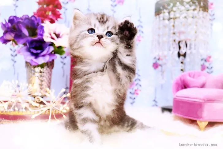 ID:2203-01479の子猫