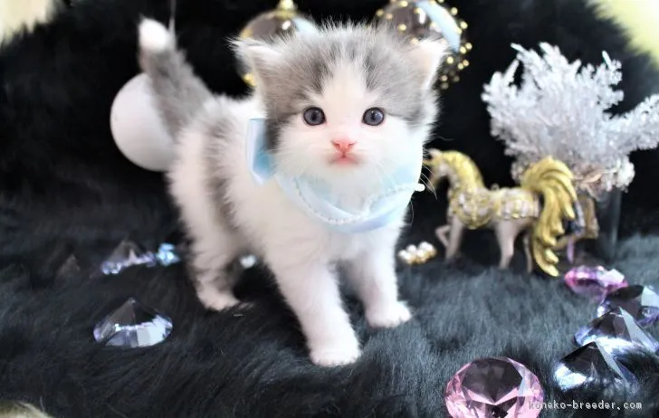 ハル 様のお迎えした子猫