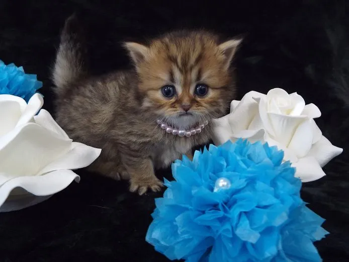 ID:1504-00075の子猫