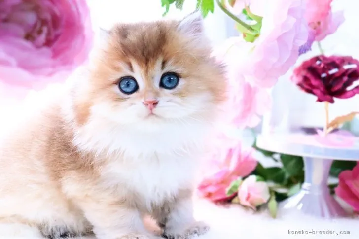ID:2308-00472の子猫