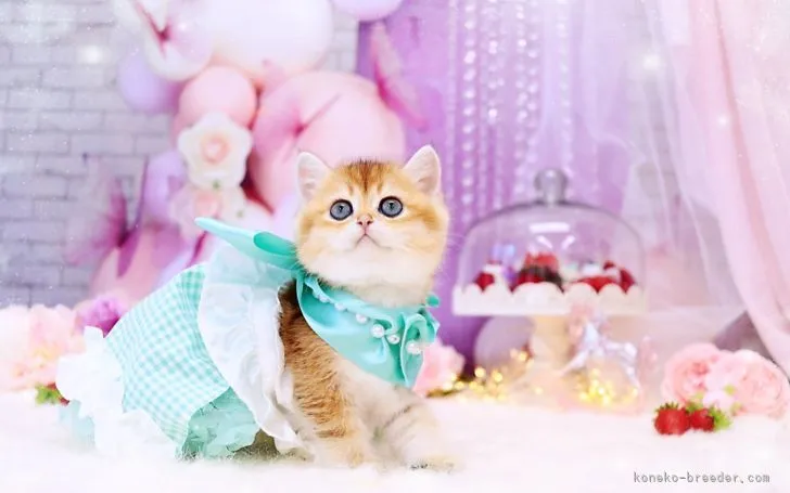 Y.T 様のお迎えした子猫