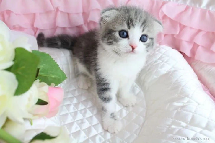 ようちゃん 様のお迎えした子猫