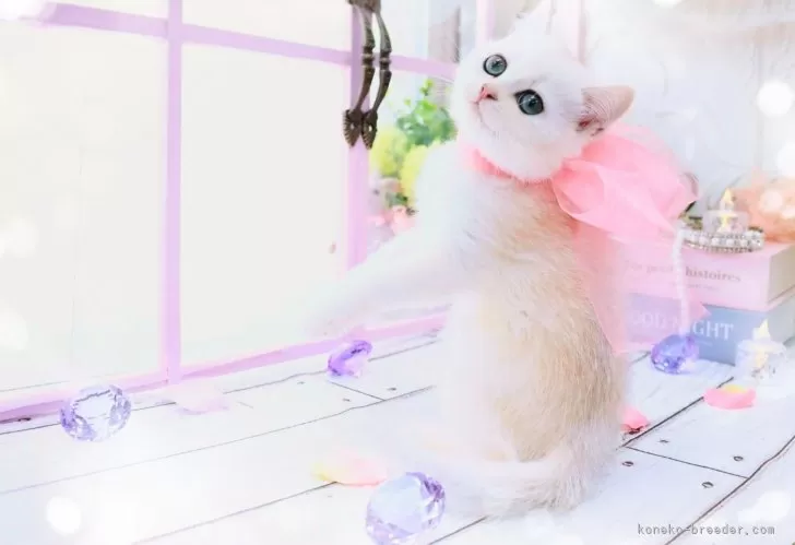 ID：2406-01665の子猫