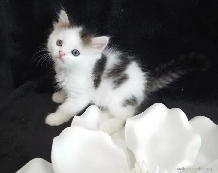 ID:1607-00345の子猫