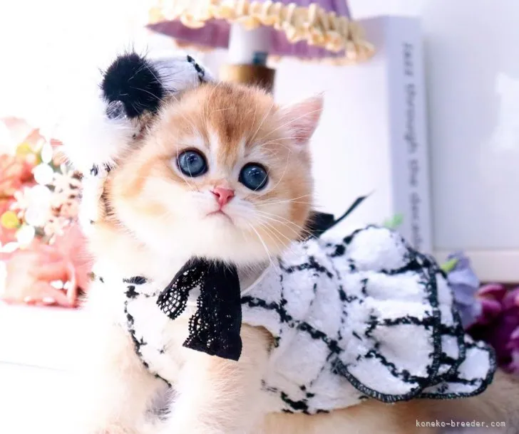 ID：2309-00630の子猫