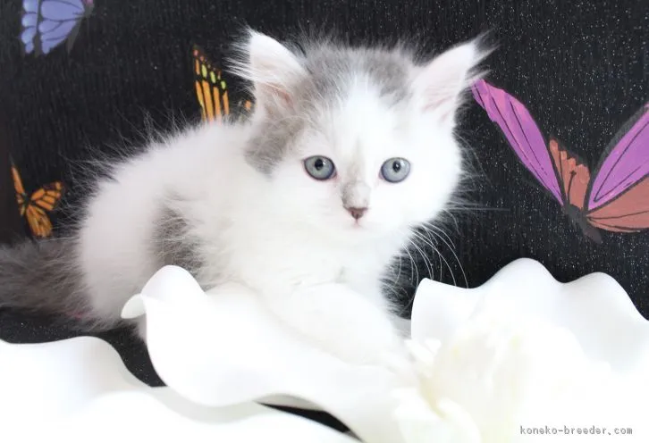 ID：1610-00615の子猫