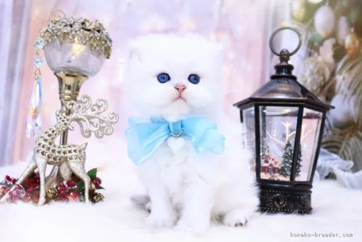 ID:2312-01368の子猫