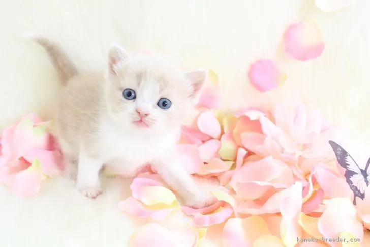 ゆめちゃんママ 様のお迎えした子猫