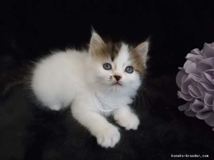 ID:1604-00476の子猫