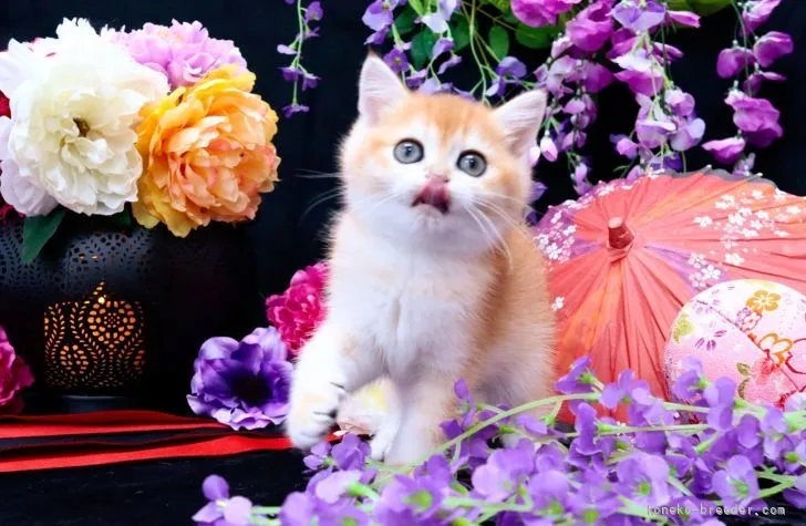 ID：2211-02864の子猫