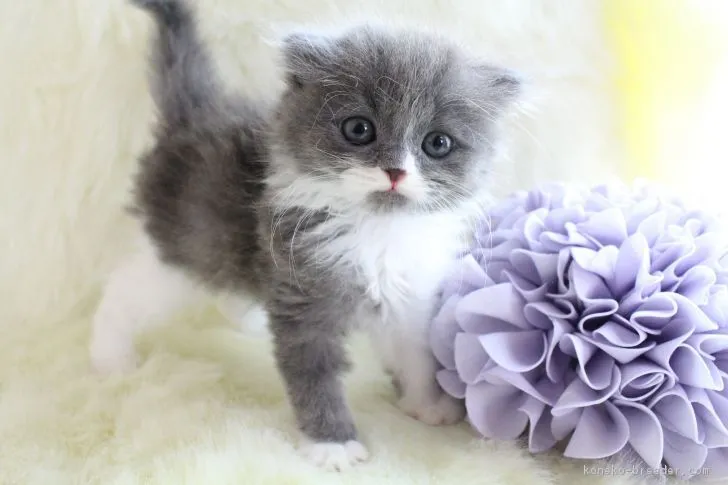 ID:1705-01464の子猫