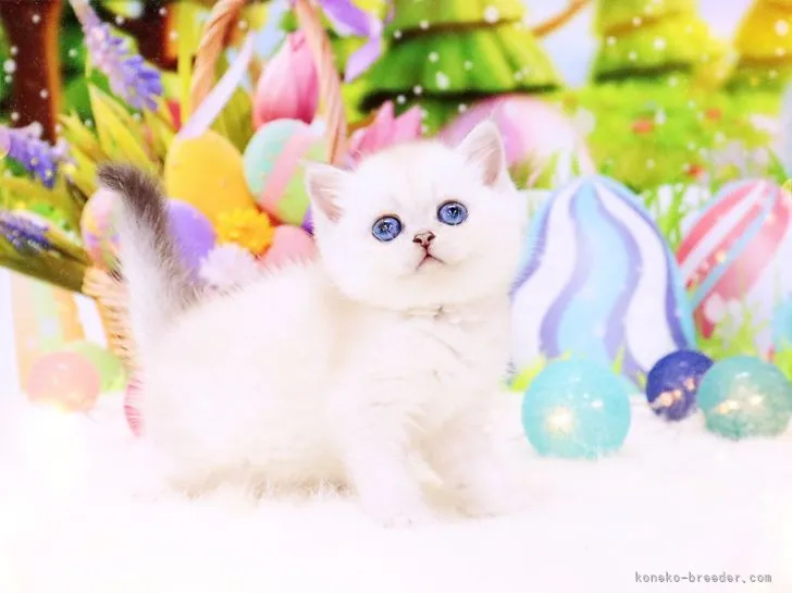 ID:2202-01402の子猫