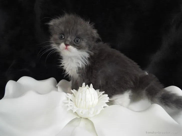 ID：1605-00782の子猫