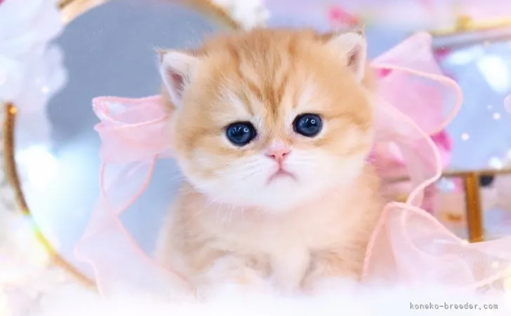 ばあ 様のお迎えした子猫