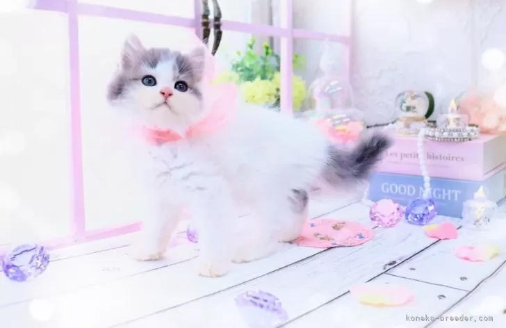 ID：2406-02801の子猫