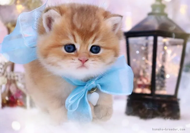 ID：2312-01364の子猫
