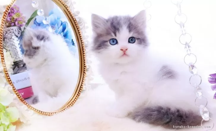 ID：2406-01660の子猫