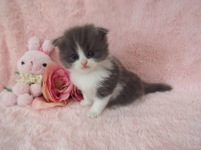 ID：1412-00276の子猫