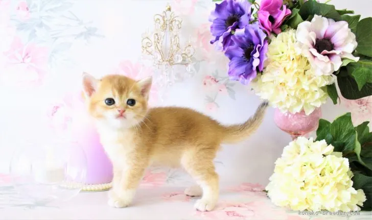 ID:2005-01459の子猫