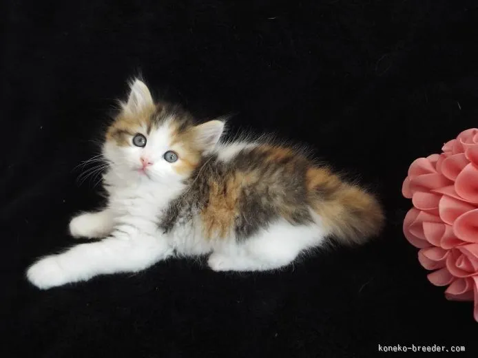 ID：1510-00431の子猫