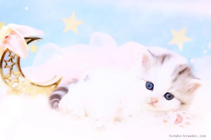 ID：2204-01063の子猫
