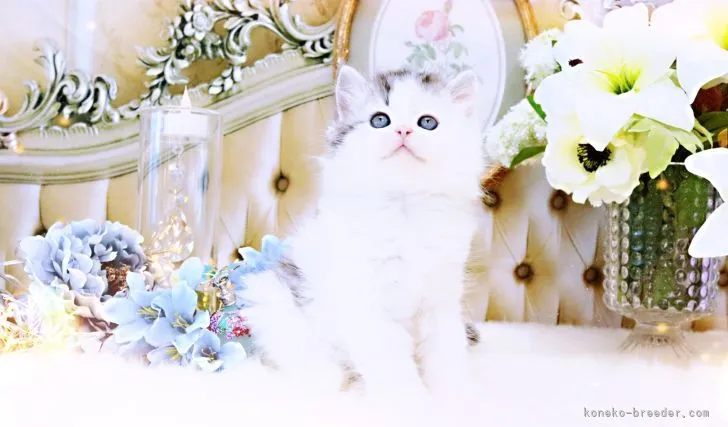 ID:2203-00251の子猫