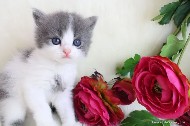 パフモフ 様のお迎えした子猫