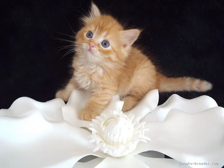 ID：1603-00290の子猫