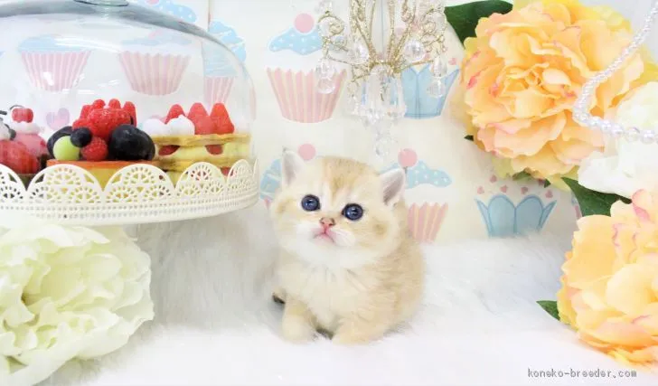 ID:2004-00519の子猫