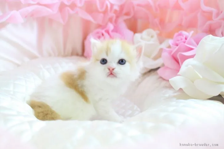 ID：1710-00734の子猫