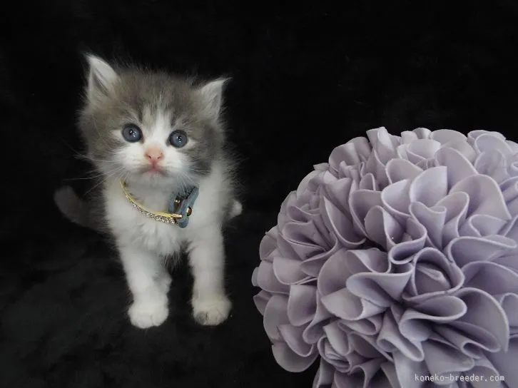 ID：1512-00237の子猫