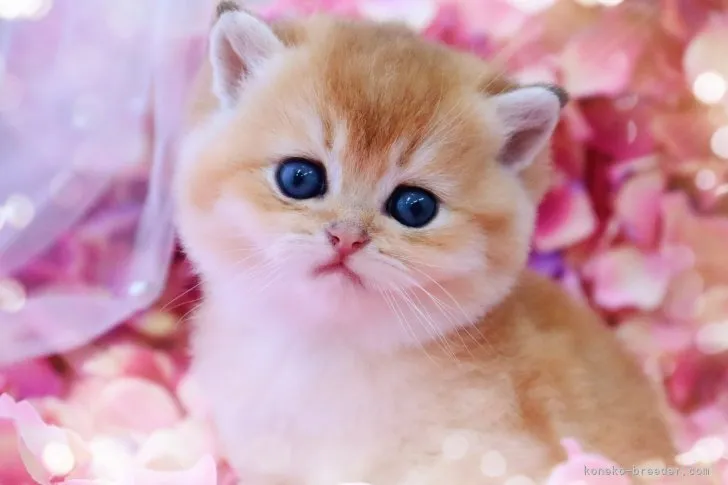 T ommy. 様のお迎えした子猫