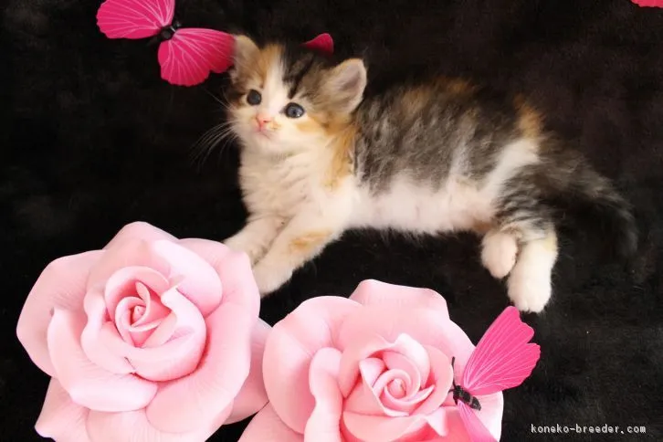 ID:1610-00525の子猫