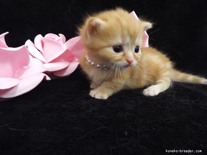 ID:1602-00098の子猫