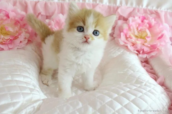 中村 舞 様のお迎えした子猫
