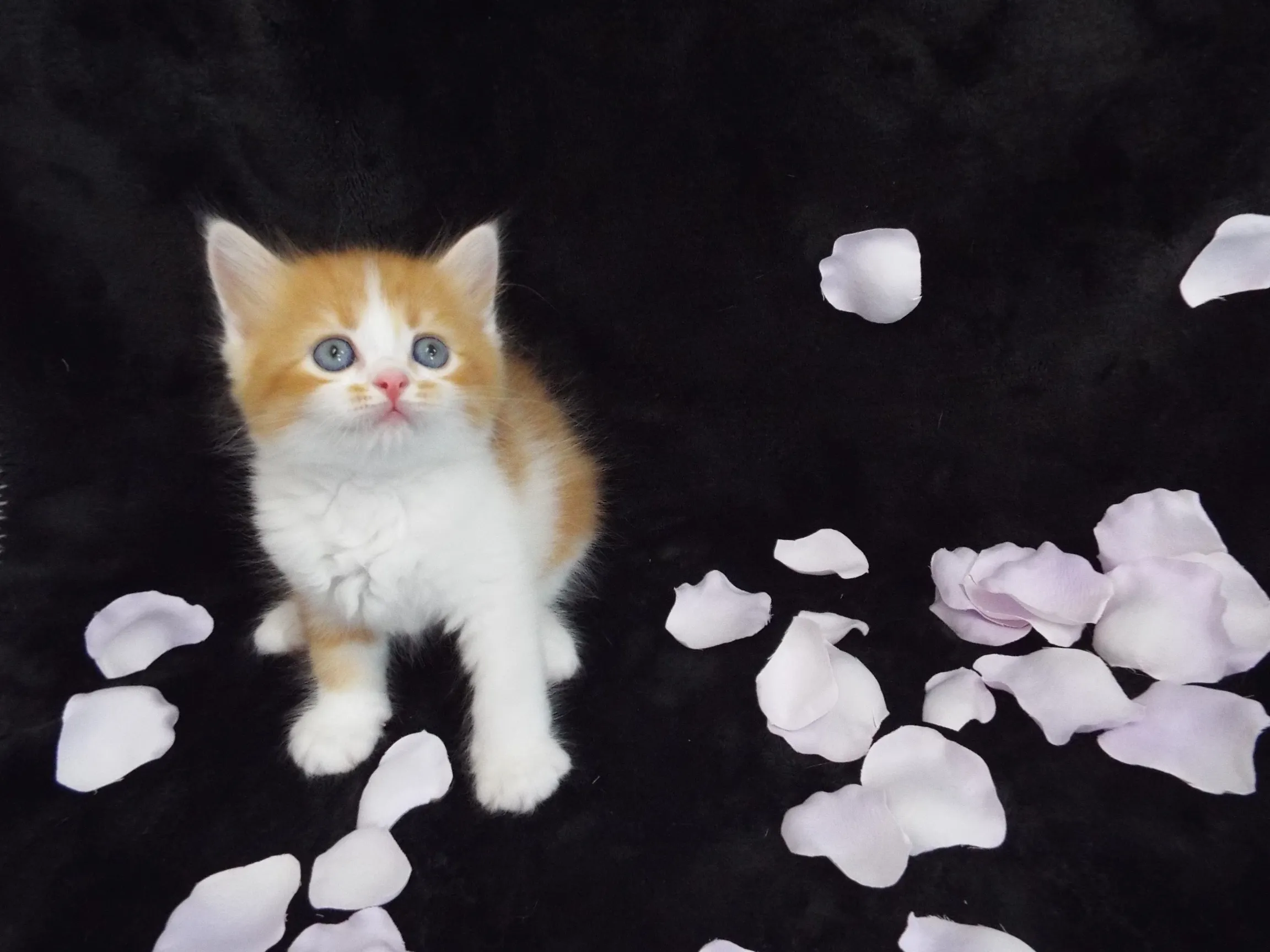 ID：1605-00434の子猫
