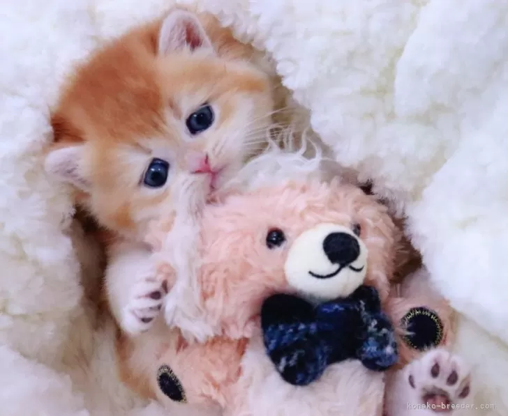 ID:2402-00705の子猫