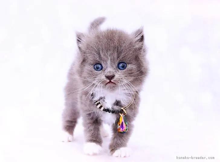 ID:2204-01946の子猫