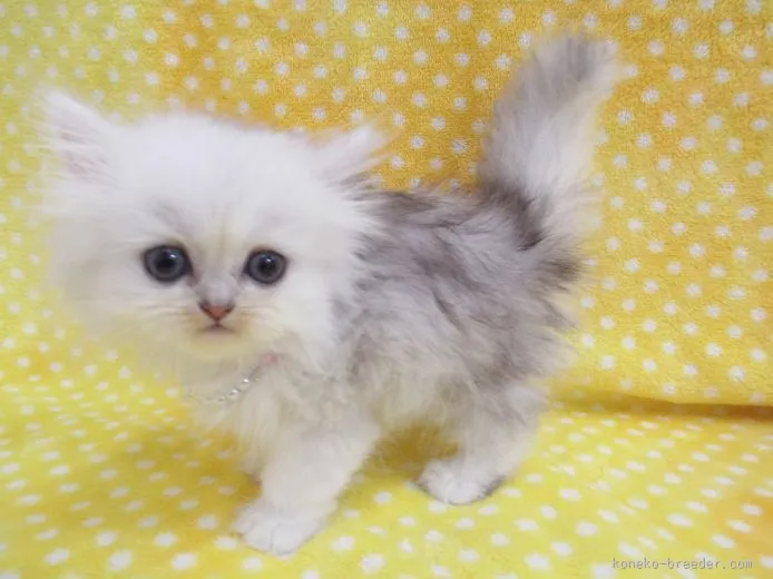 ID：1508-00119の子猫