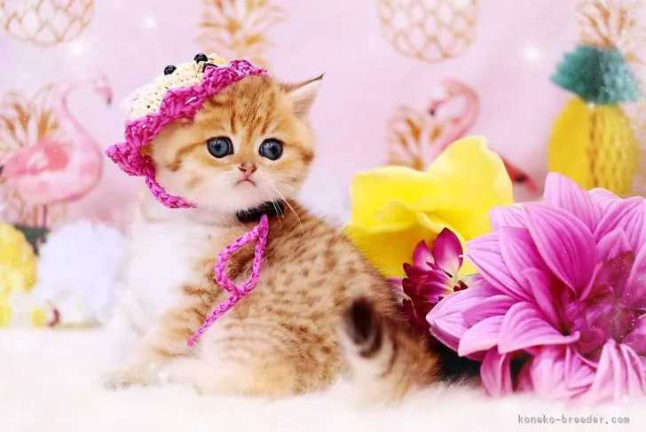 ID：2207-01393の子猫