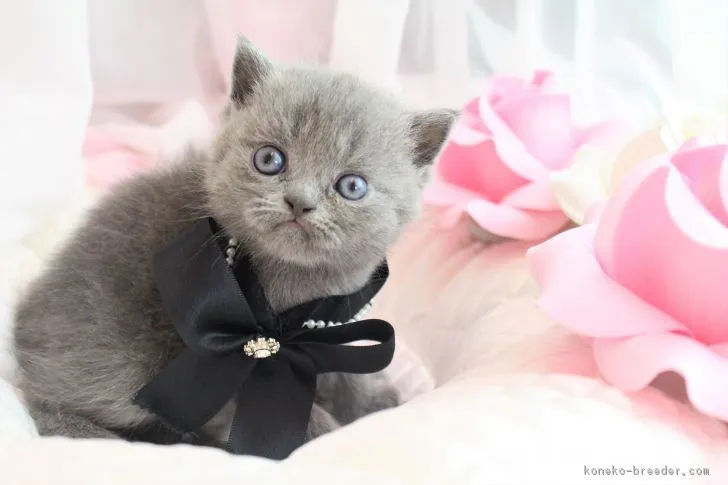 ID：1709-01013の子猫
