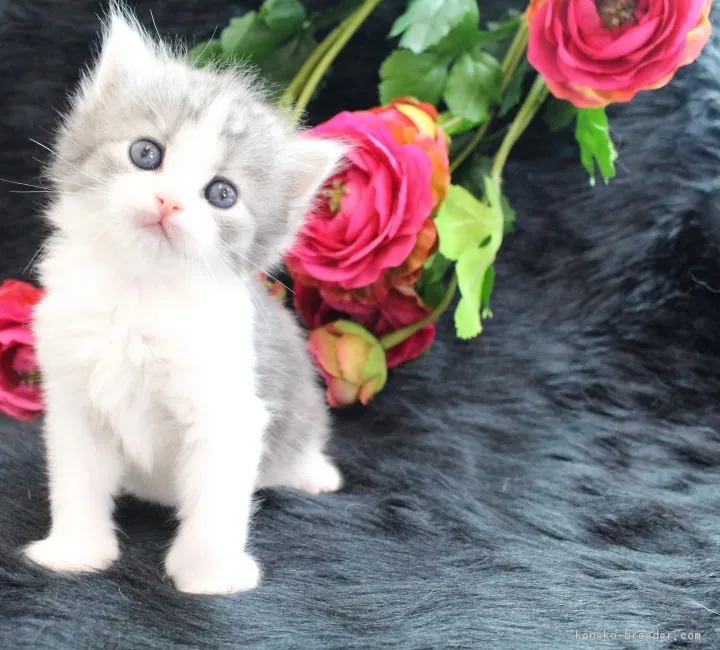 たまレオン 様のお迎えした子猫