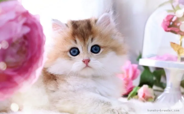 ID：2308-00470の子猫
