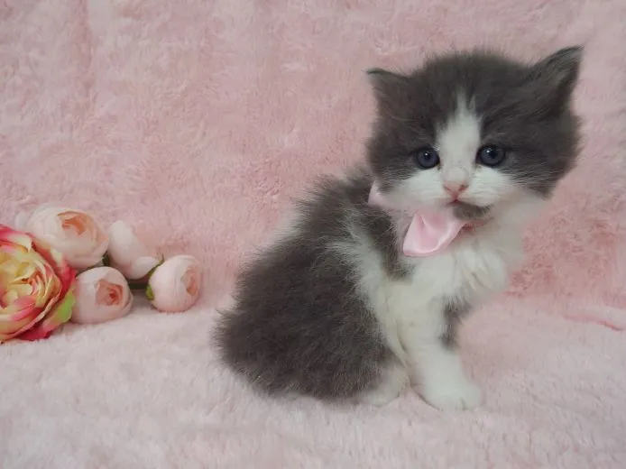 ID:1501-00152の子猫