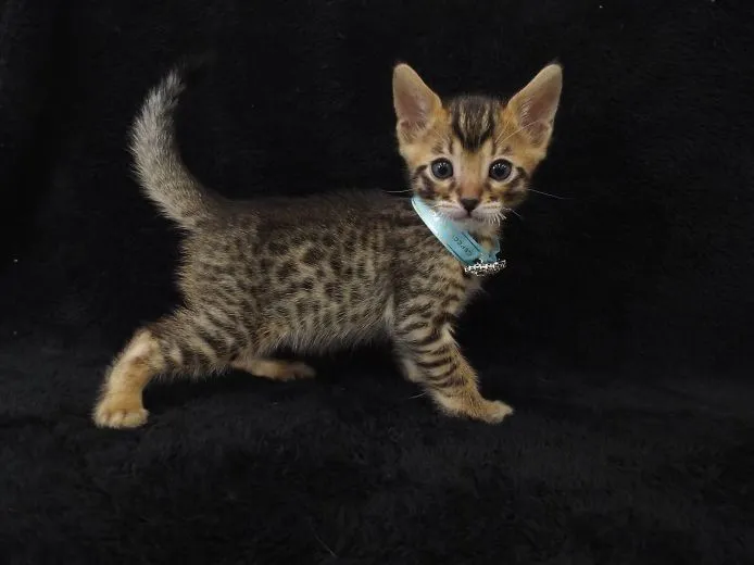 ID:1503-00028の子猫