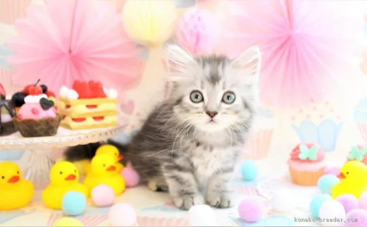 ID:1710-00294の子猫