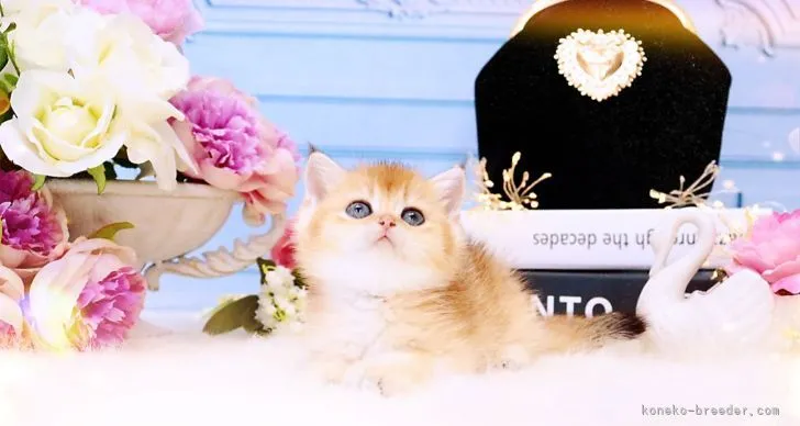 ID：2204-01369の子猫