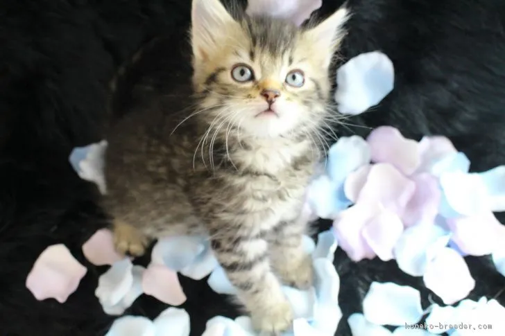 ID:1705-01122の子猫